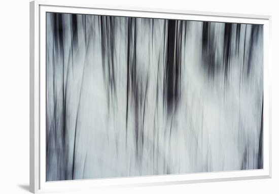 Forest Flurry-Andreas Stridsberg-Framed Giclee Print
