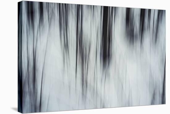 Forest Flurry-Andreas Stridsberg-Stretched Canvas