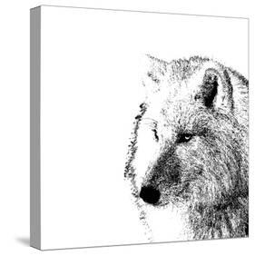 Forest Focus - Wolf-Myriam Tebbakha-Stretched Canvas