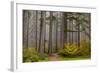 Forest Fog Accents Autumn Colors at Sliver Falls Sp, Silverton, Oregon-Chuck Haney-Framed Photographic Print