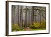 Forest Fog Accents Autumn Colors at Sliver Falls Sp, Silverton, Oregon-Chuck Haney-Framed Photographic Print