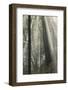 Forest, Fog, Backlight, Germany, Rhineland-Palatinate, Palatine Forest-Andreas Keil-Framed Photographic Print
