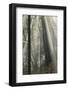 Forest, Fog, Backlight, Germany, Rhineland-Palatinate, Palatine Forest-Andreas Keil-Framed Photographic Print