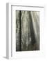 Forest, Fog, Backlight, Germany, Rhineland-Palatinate, Palatine Forest-Andreas Keil-Framed Photographic Print