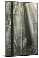 Forest, Fog, Backlight, Germany, Rhineland-Palatinate, Palatine Forest-Andreas Keil-Mounted Photographic Print