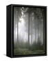 Forest, Fog, Incidence of Light-Thonig-Framed Stretched Canvas