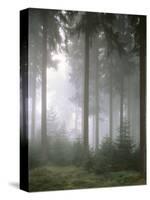 Forest, Fog, Incidence of Light-Thonig-Stretched Canvas