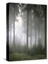 Forest, Fog, Incidence of Light-Thonig-Stretched Canvas