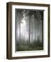 Forest, Fog, Incidence of Light-Thonig-Framed Photographic Print