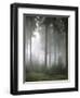 Forest, Fog, Incidence of Light-Thonig-Framed Photographic Print