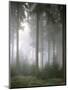 Forest, Fog, Incidence of Light-Thonig-Mounted Photographic Print