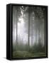 Forest, Fog, Incidence of Light-Thonig-Framed Stretched Canvas