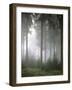 Forest, Fog, Incidence of Light-Thonig-Framed Photographic Print
