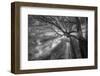 Forest Fog-Tim Oldford-Framed Photographic Print