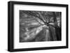 Forest Fog-Tim Oldford-Framed Photographic Print