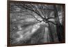 Forest Fog-Tim Oldford-Framed Photographic Print