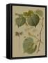 Forest Foliage I-Hempel-Framed Stretched Canvas