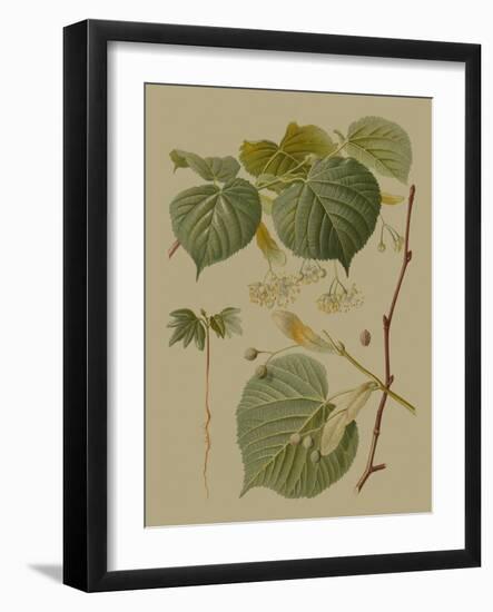 Forest Foliage I-Hempel-Framed Art Print