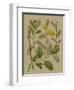 Forest Foliage II-Hempel-Framed Art Print