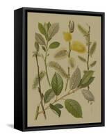 Forest Foliage II-Hempel-Framed Stretched Canvas