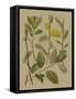 Forest Foliage II-Hempel-Framed Stretched Canvas