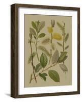 Forest Foliage II-Hempel-Framed Art Print