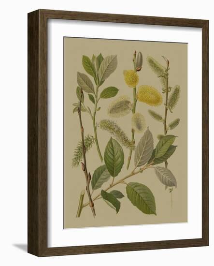 Forest Foliage II-Hempel-Framed Art Print