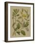 Forest Foliage II-Hempel-Framed Art Print