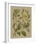 Forest Foliage II-Hempel-Framed Art Print