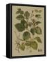 Forest Foliage III-Hempel-Framed Stretched Canvas