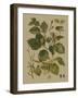 Forest Foliage III-Hempel-Framed Art Print