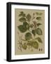 Forest Foliage III-Hempel-Framed Art Print