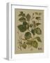 Forest Foliage III-Hempel-Framed Art Print