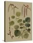 Forest Foliage IV-Hempel-Stretched Canvas