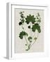 Forest Foliage on Linen IV-Vision Studio-Framed Art Print