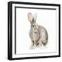 Forest Friends VIII-Lisa Audit-Framed Art Print