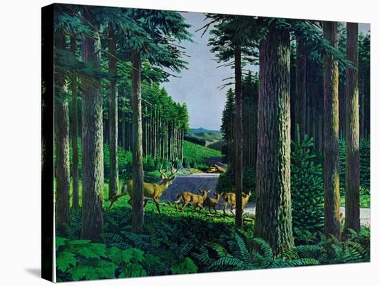 Forest Friends-Stan Galli-Stretched Canvas