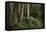 Forest Full of Redwood Trees-DLILLC-Framed Stretched Canvas