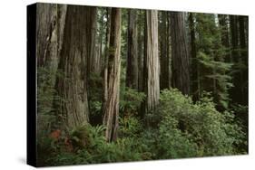 Forest Full of Redwood Trees-DLILLC-Stretched Canvas