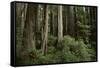 Forest Full of Redwood Trees-DLILLC-Framed Stretched Canvas