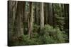 Forest Full of Redwood Trees-DLILLC-Stretched Canvas