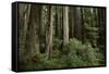 Forest Full of Redwood Trees-DLILLC-Framed Stretched Canvas