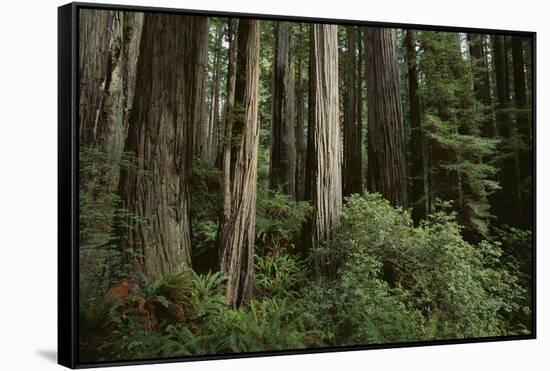 Forest Full of Redwood Trees-DLILLC-Framed Stretched Canvas