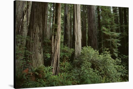 Forest Full of Redwood Trees-DLILLC-Stretched Canvas