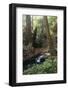 Forest Full of Redwood Trees-DLILLC-Framed Photographic Print