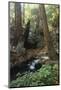 Forest Full of Redwood Trees-DLILLC-Mounted Photographic Print