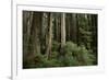 Forest Full of Redwood Trees-DLILLC-Framed Photographic Print