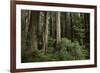 Forest Full of Redwood Trees-DLILLC-Framed Photographic Print