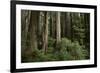 Forest Full of Redwood Trees-DLILLC-Framed Photographic Print