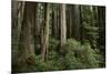 Forest Full of Redwood Trees-DLILLC-Mounted Photographic Print